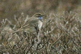 Attēlu rezultāti vaicājumam “Luscinia svecica adult”