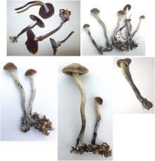 Attēlu rezultāti vaicājumam “Psilocybe sp.”