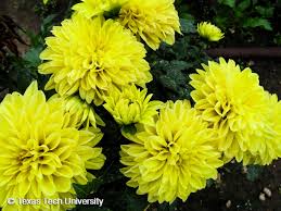 Image result for Dahlia hybrid.