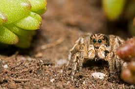 Attēlu rezultāti vaicājumam “Aelurillus v-insignitus”