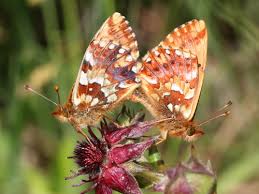 Attēlu rezultāti vaicājumam “Boloria aquilonaris underside”