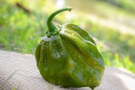 Afbeeldingsresultaat voor 7 pot hot pepper