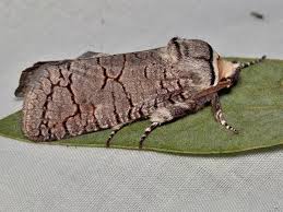 Attēlu rezultāti vaicājumam “Cossidae”