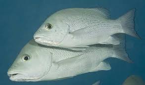 Image result for Lutjanus griseus