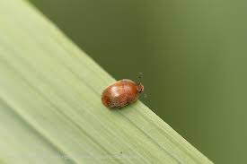 Attēlu rezultāti vaicājumam “Cychramus luteus”