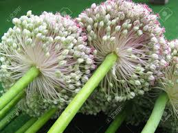 Attēlu rezultāti vaicājumam “Allium cepa flower”