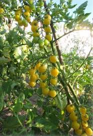 Afbeeldingsresultaat voor hawaiian white cherry tomato