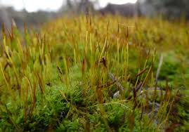 Attēlu rezultāti vaicājumam “Tortula lingulata”