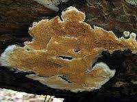 Attēlu rezultāti vaicājumam “Gloeoporus taxicola”