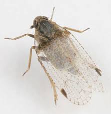 Attēlu rezultāti vaicājumam “Cixiidae”