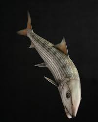 Image result for Albula vulpes