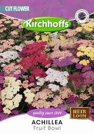 Attēlu rezultāti vaicājumam “Achillea ptarmica fruit”