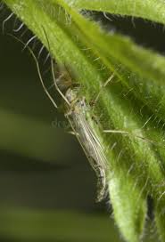 Attēlu rezultāti vaicājumam “Chironomidae imago”