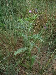Attēlu rezultāti vaicājumam “Cirsium arvense leaf”