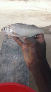 Image result for Mugil curema