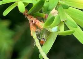 Attēlu rezultāti vaicājumam “Trichia ambigua stalked”