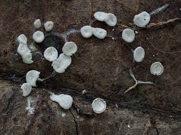 Attēlu rezultāti vaicājumam “Diderma effusum spores”