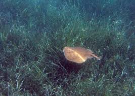 Image result for Torpedo marmorata