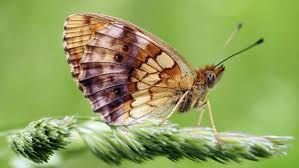 Attēlu rezultāti vaicājumam “Brenthis ino”