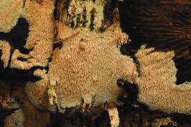 Attēlu rezultāti vaicājumam “Asterodon ferruginosus”