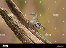 Attēlu rezultāti vaicājumam “Carduelis spinus female”