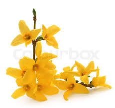 Attēlu rezultāti vaicājumam “Forsythia suspensa flower”