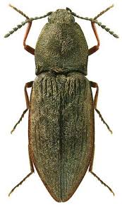 Attēlu rezultāti vaicājumam “Cidnopus aeruginosus”