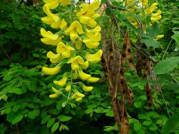 Image result for Laburnum anagyroides