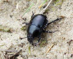 Attēlu rezultāti vaicājumam “Trypocopris vernalis”