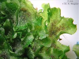 Attēlu rezultāti vaicājumam “Pellia endiviifolia”