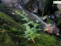 Attēlu rezultāti vaicājumam “Epilobium montanum leaf”