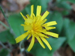 Attēlu rezultāti vaicājumam “Hieracium murorum flower”