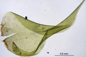 Attēlu rezultāti vaicājumam “Rhytidiadelphus squarrosus”