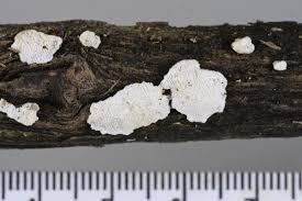 Attēlu rezultāti vaicājumam “Postia floriformis”