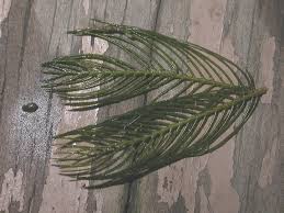 Attēlu rezultāti vaicājumam “Haloragaceae”