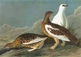 Image result for Lagopus muta