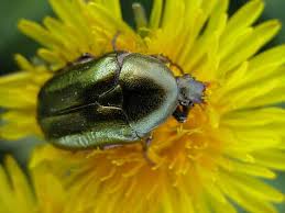 Attēlu rezultāti vaicājumam “Cetonia aurata imago”