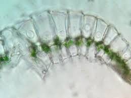 Attēlu rezultāti vaicājumam “Leucobryum glaucum”