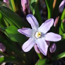 Attēlu rezultāti vaicājumam “Scilla luciliae”