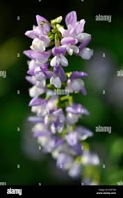 Attēlu rezultāti vaicājumam “Galega orientalis bud”