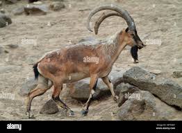 Attēlu rezultāti vaicājumam “Capra”