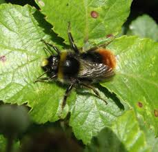 Attēlu rezultāti vaicājumam “Bombus lapidarius”
