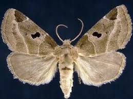 Attēlu rezultāti vaicājumam “Plagionotus detritus imago”