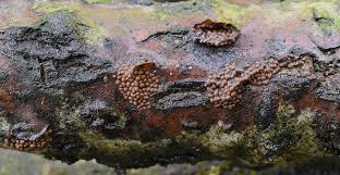 Attēlu rezultāti vaicājumam “Perichaena corticalis spores”