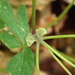 Attēlu rezultāti vaicājumam “Isopyrum thalictroides leaf”