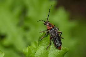 Attēlu rezultāti vaicājumam “Cantharis rustica imago”