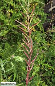 Attēlu rezultāti vaicājumam “Mamestra brassicae exuvia”