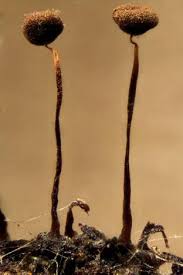 Attēlu rezultāti vaicājumam “Cribraria cancellata var. fusca spores”