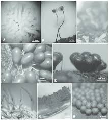 Attēlu rezultāti vaicājumam “Symphytocarpus impexus plasmodium”