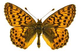 Attēlu rezultāti vaicājumam “Boloria aquilonaris underside”